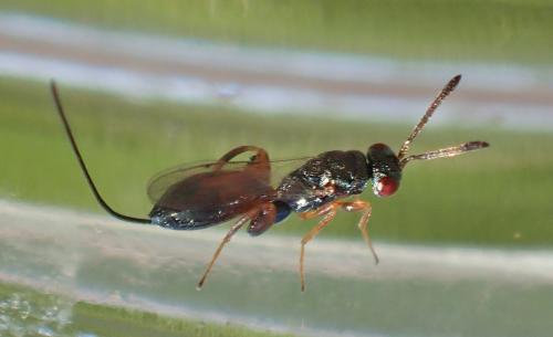 Podagrion pachymerum